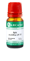 APIS MELLIFICA LM 6 Dilution