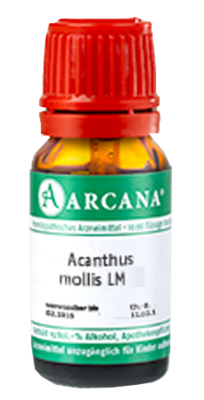 ACANTHUS mollis LM 11 Dilution