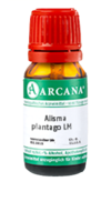 ALISMA plantago LM 24 Dilution